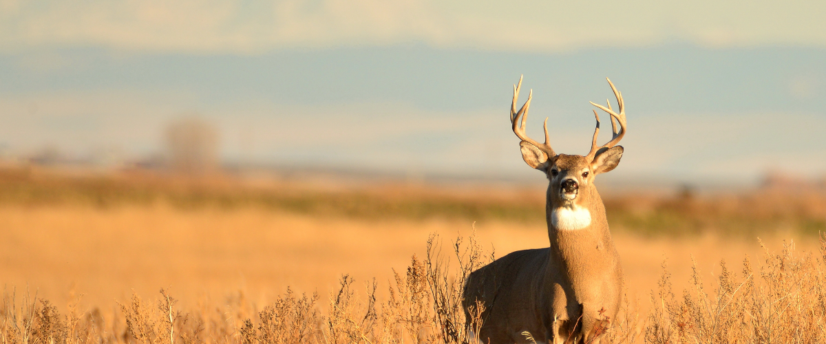 10 Safety Tips for Hunters