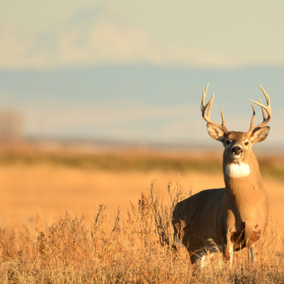 10 Safety Tips for Hunters